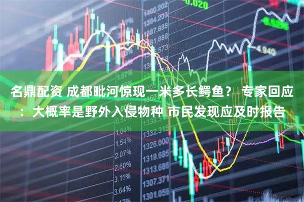 名鼎配资 成都毗河惊现一米多长鳄鱼？ 专家回应：大概率是野外入侵物种 市民发现应及时报告